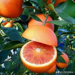 玫瑰血橙 玫瑰香橙含胶原蛋白的功效与作用