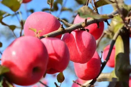 喜讯 2020美丽乡村博鳌国际峰会长武红17 苹果获得 推介名品 殊荣